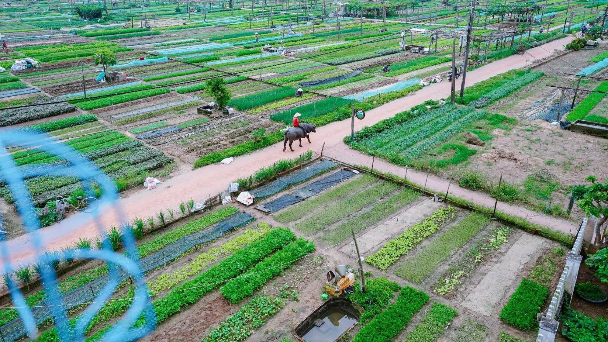 Tra Que Green Villa Hội An Buitenkant foto